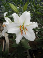 [1863 Ortolan Mak No01.JPG]